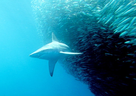 Crédits <a href="http://www.sharkwater.com">Sharkwater Productions</a>